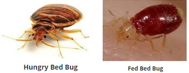 Hungry Bed Bug Vs Fed Bed Bug