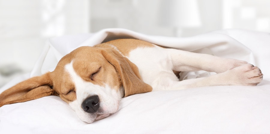 How Many Hours do Dogs Sleep in a Day