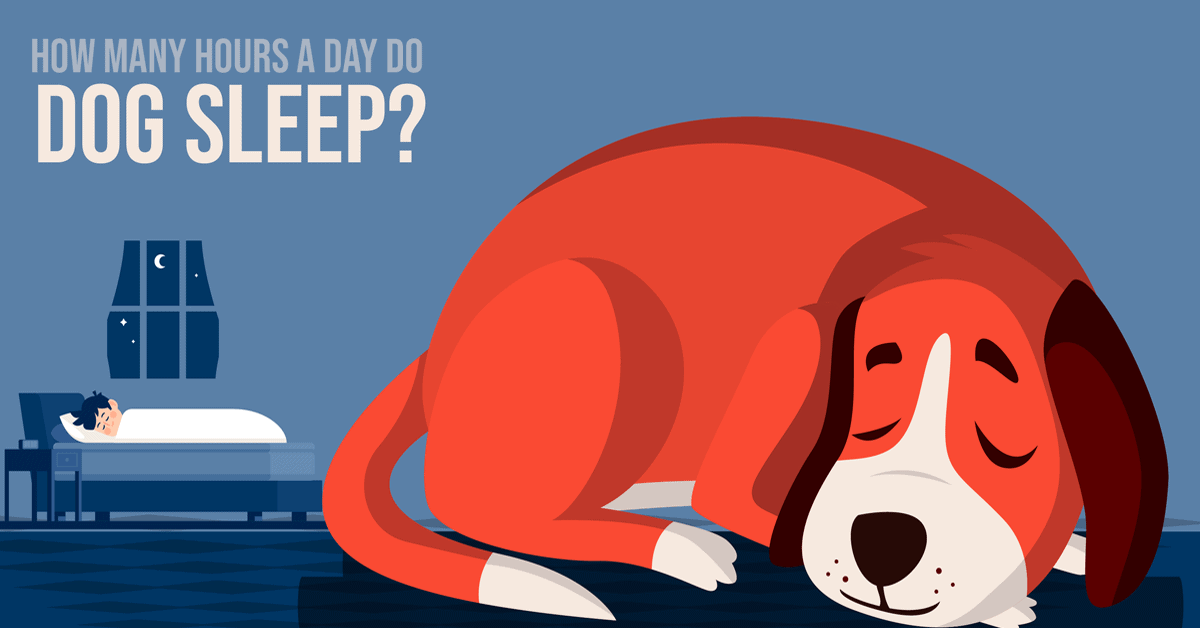 How Many Hours Do Dogs Sleep Each Day Why Do Dogs Sleep So Much