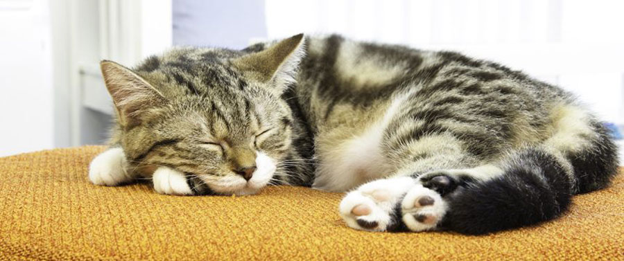 How Much Sleep do Cats Need