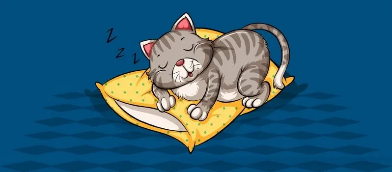 How Many Hours A Day Do Cats Sleep How Many Hours A Day Do Cats Sleep