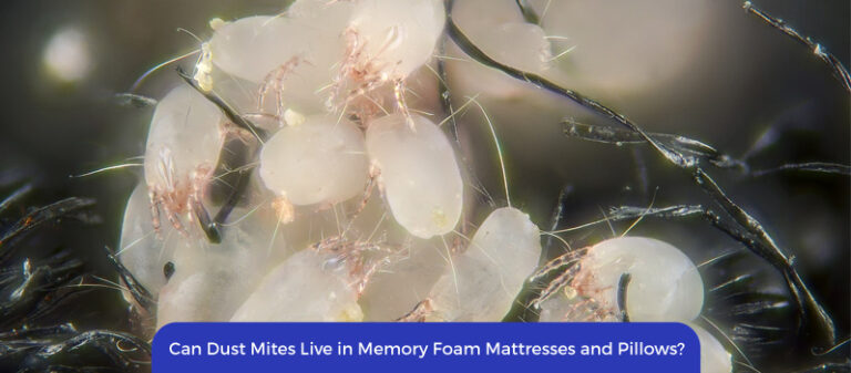 can dust mites live in foam mattress