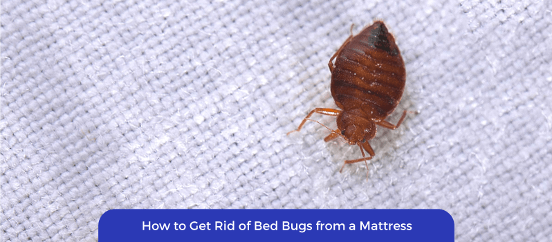 Get Rid of Bed Bugs Get Rid of Bed Bugs Featured Image