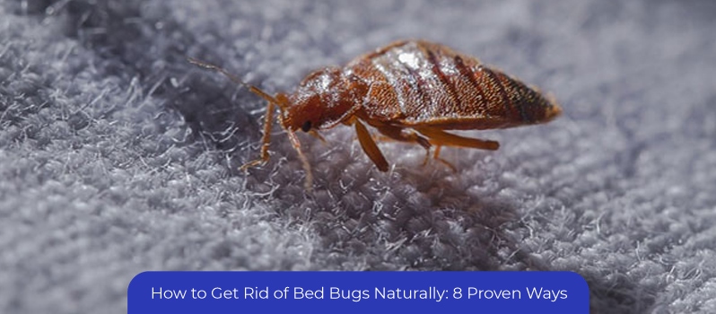 Get Rid Of Bed Bugs Naturally Get Rid Of Bed Bugs Naturally