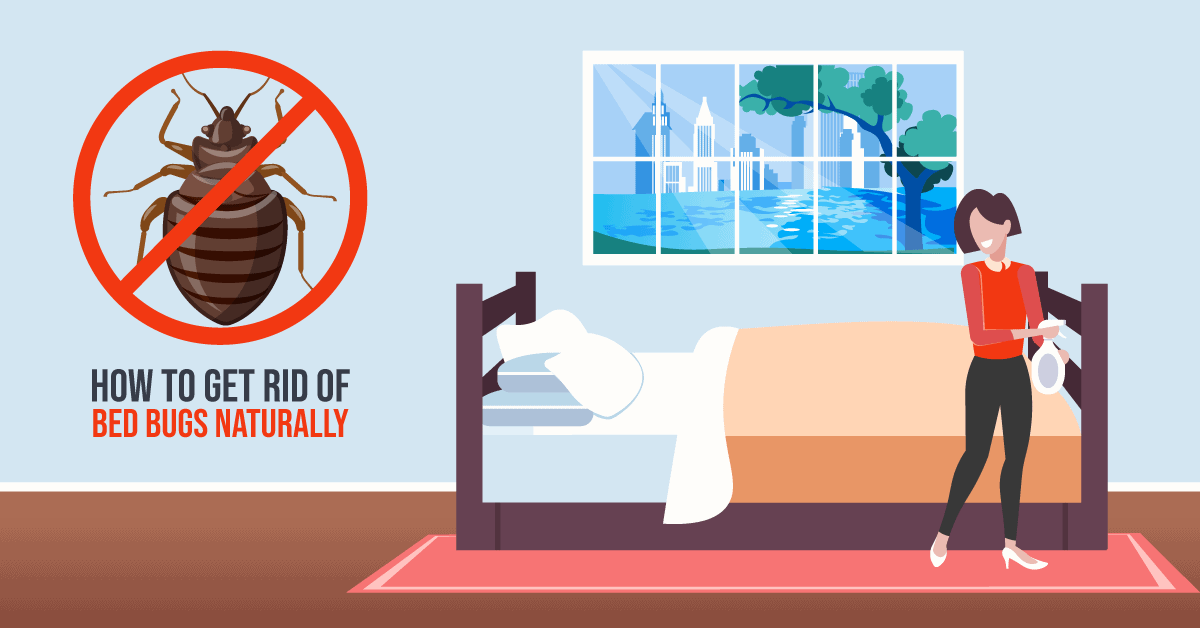 get rid of bed bugs